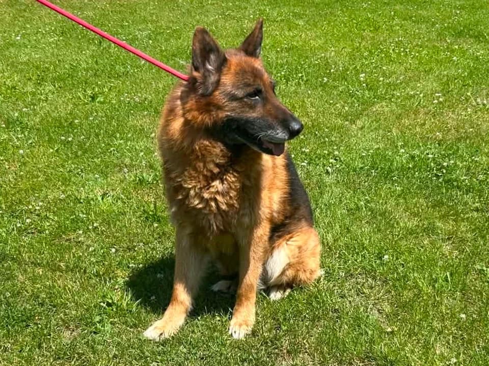 Brutus, male senior mixed breed for adoption at Schronisko dla zwierząt Przedsiębiorstwa Gospodarki Komunalnej, Radomsko
