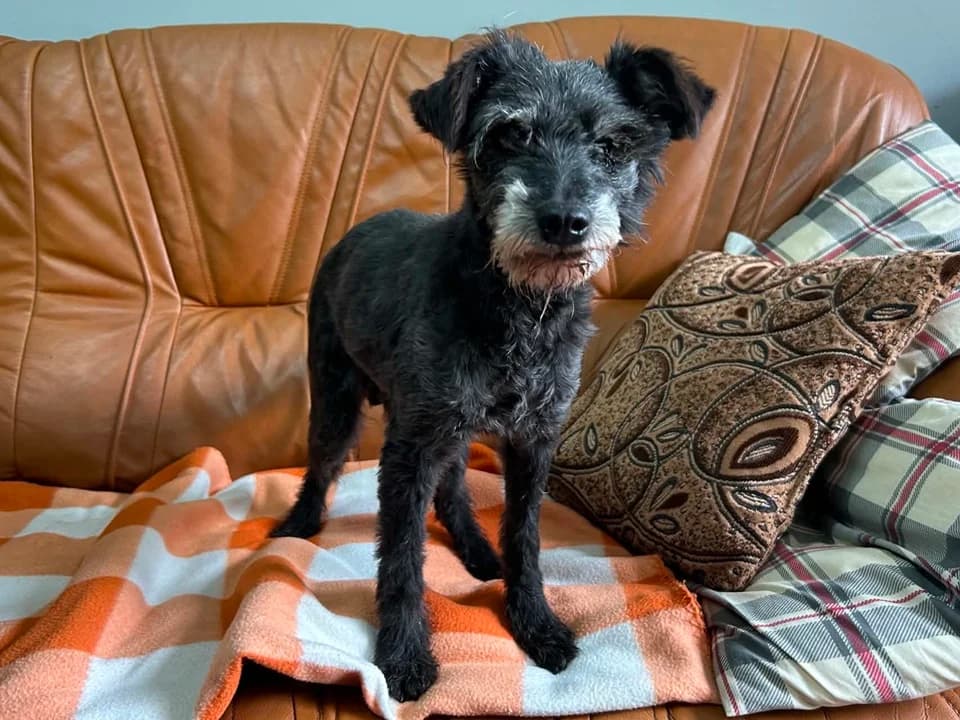 Pirat, male senior mixed breed for adoption at Schronisko dla zwierząt Przedsiębiorstwa Gospodarki Komunalnej, Radomsko