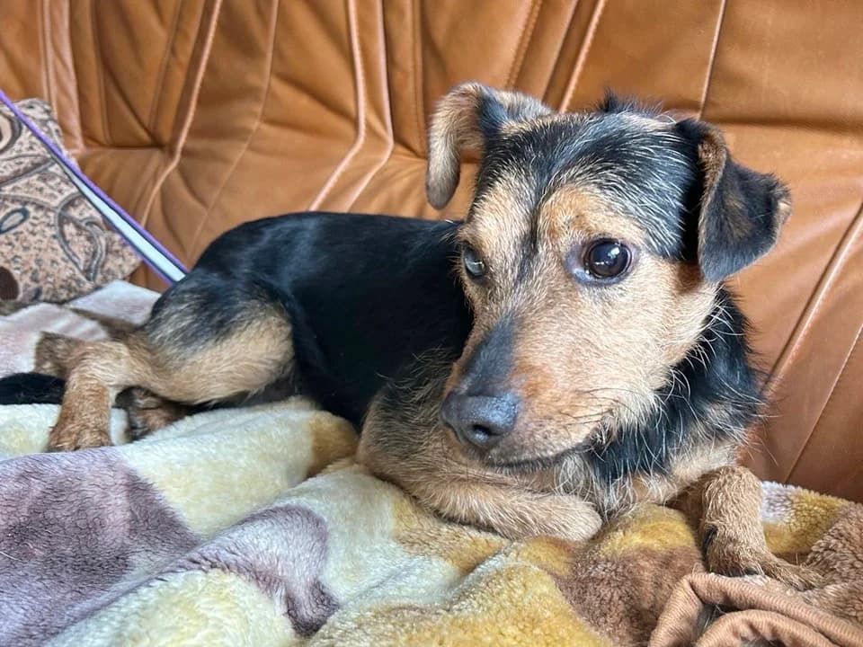 Berni, male mixed breed for adoption at Schronisko dla zwierząt Przedsiębiorstwa Gospodarki Komunalnej