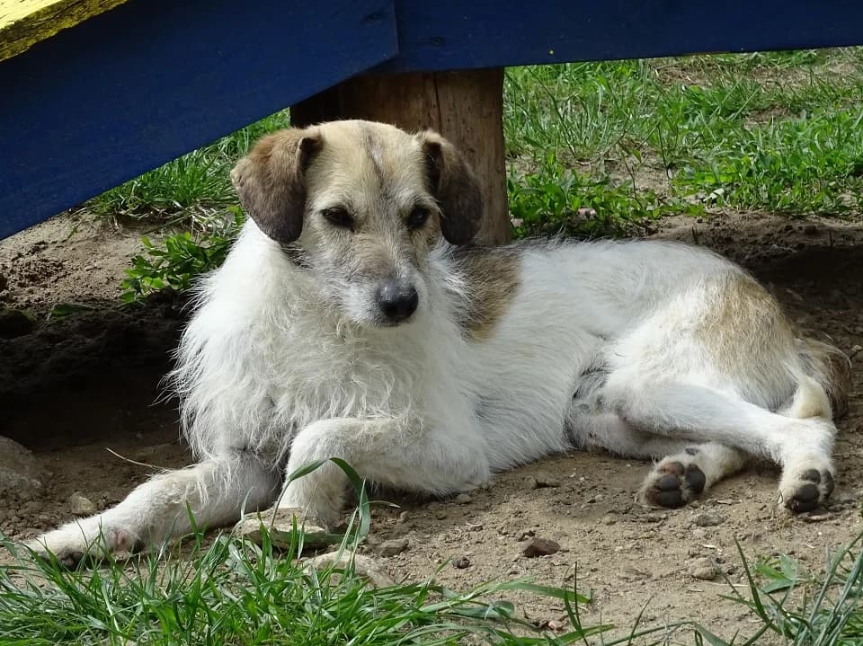 Bodzio, male senior mixed breed for adoption at Schronisko dla zwierząt Przedsiębiorstwa Gospodarki Komunalnej, Radomsko