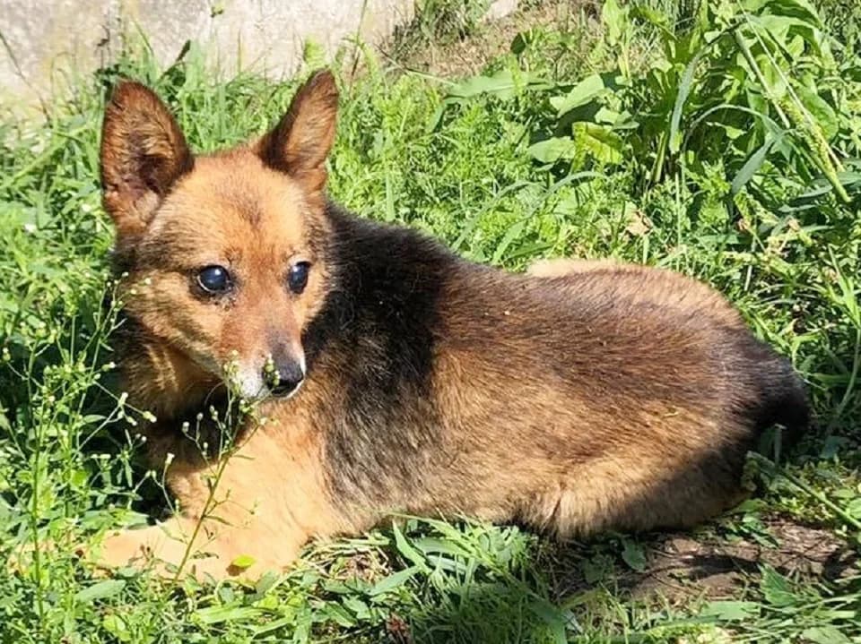 Ikar, male mixed breed for adoption at Schronisko dla zwierząt Przedsiębiorstwa Gospodarki Komunalnej