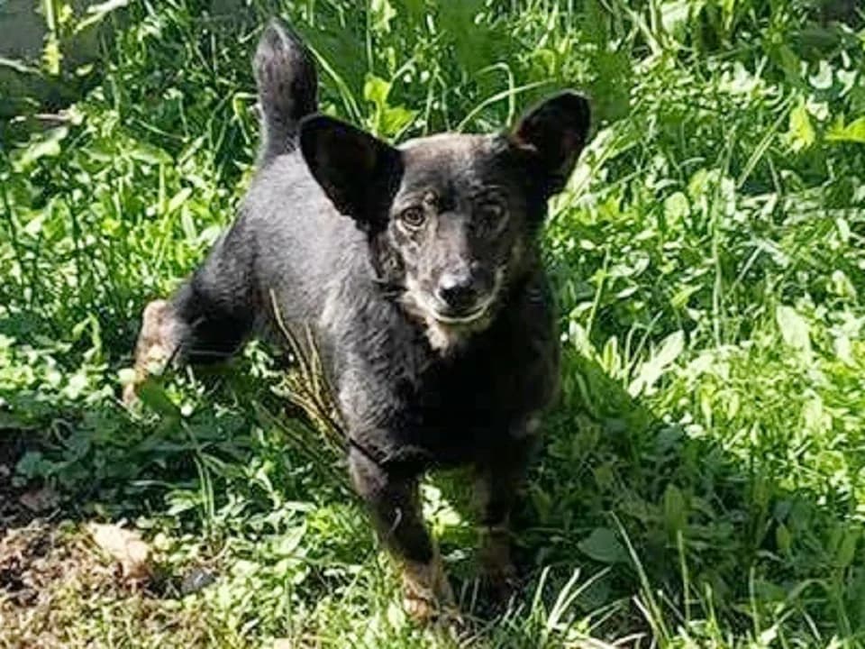 Ibis, male mixed breed for adoption at Schronisko dla zwierząt Przedsiębiorstwa Gospodarki Komunalnej