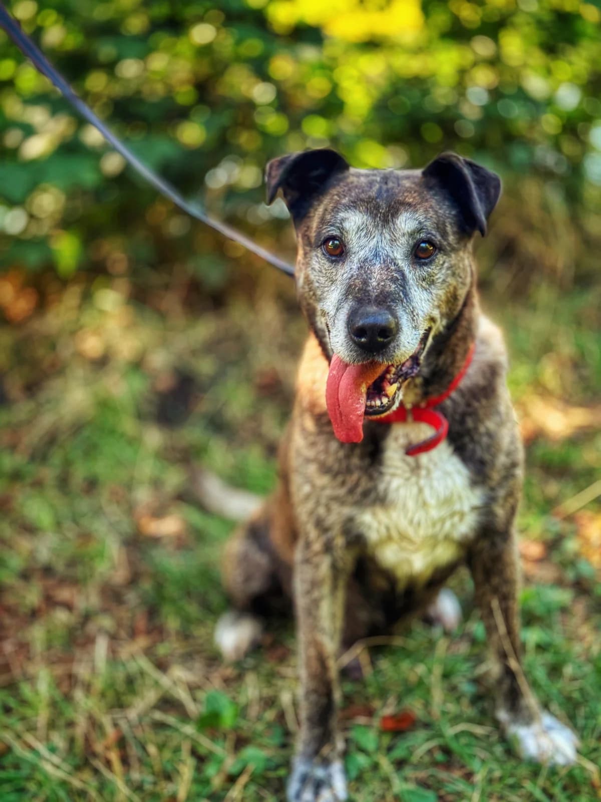 Argo, 5yo Mixed Breed for adoption at Schronisko Dłużyna Górna