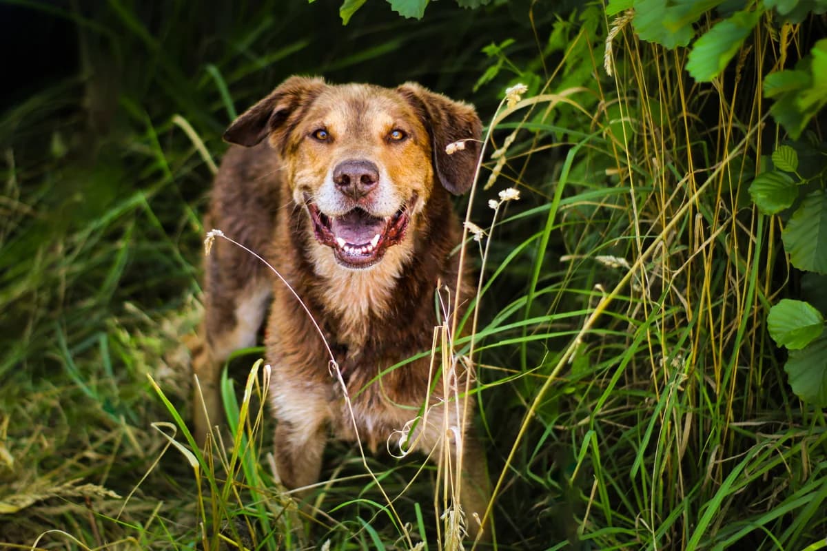 Baksiu, 5yo Mixed Breed for adoption at Schronisko Dłużyna Górna
