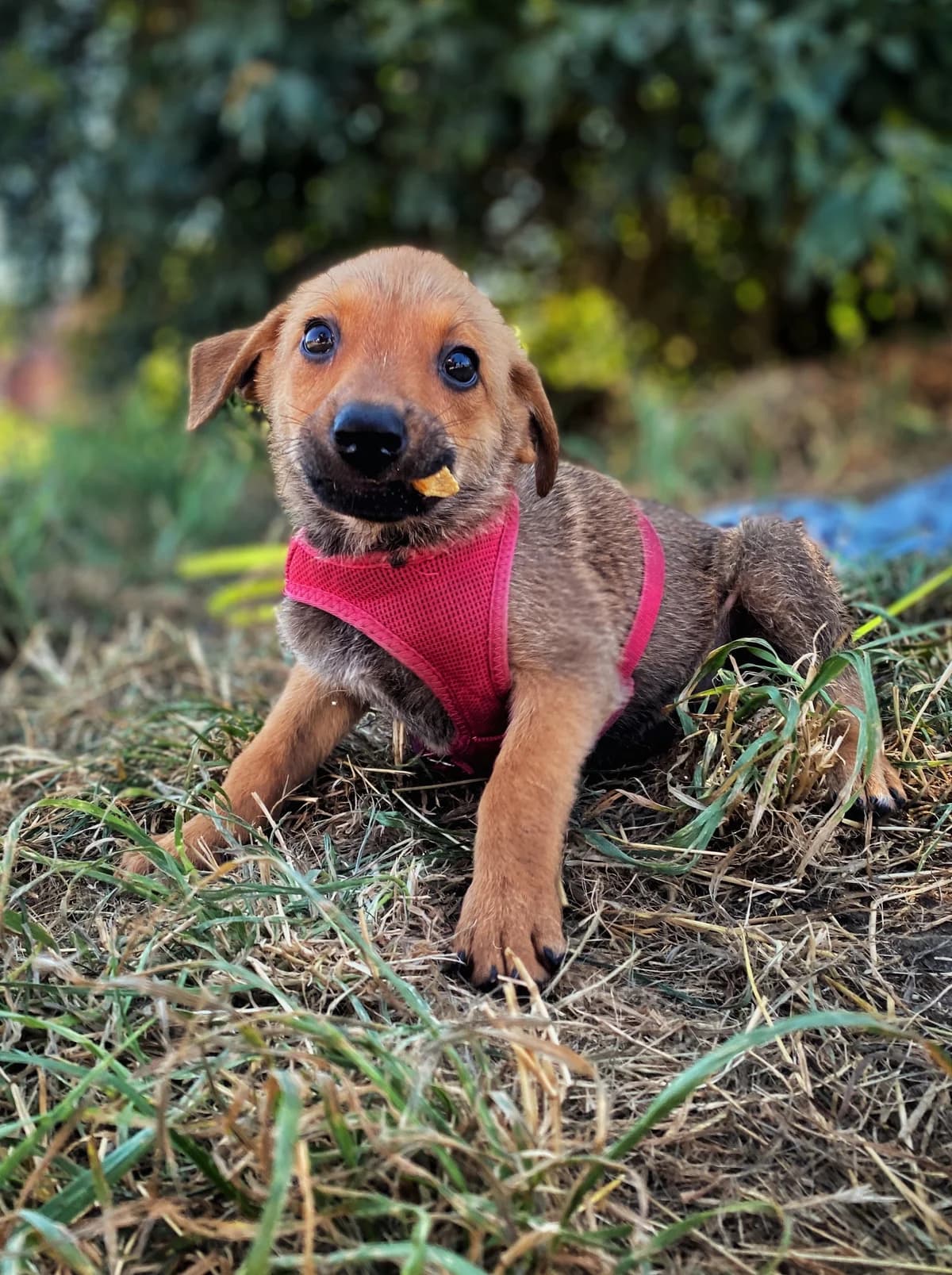 Cola, puppy Mixed Breed for adoption at Schronisko Dłużyna Górna
