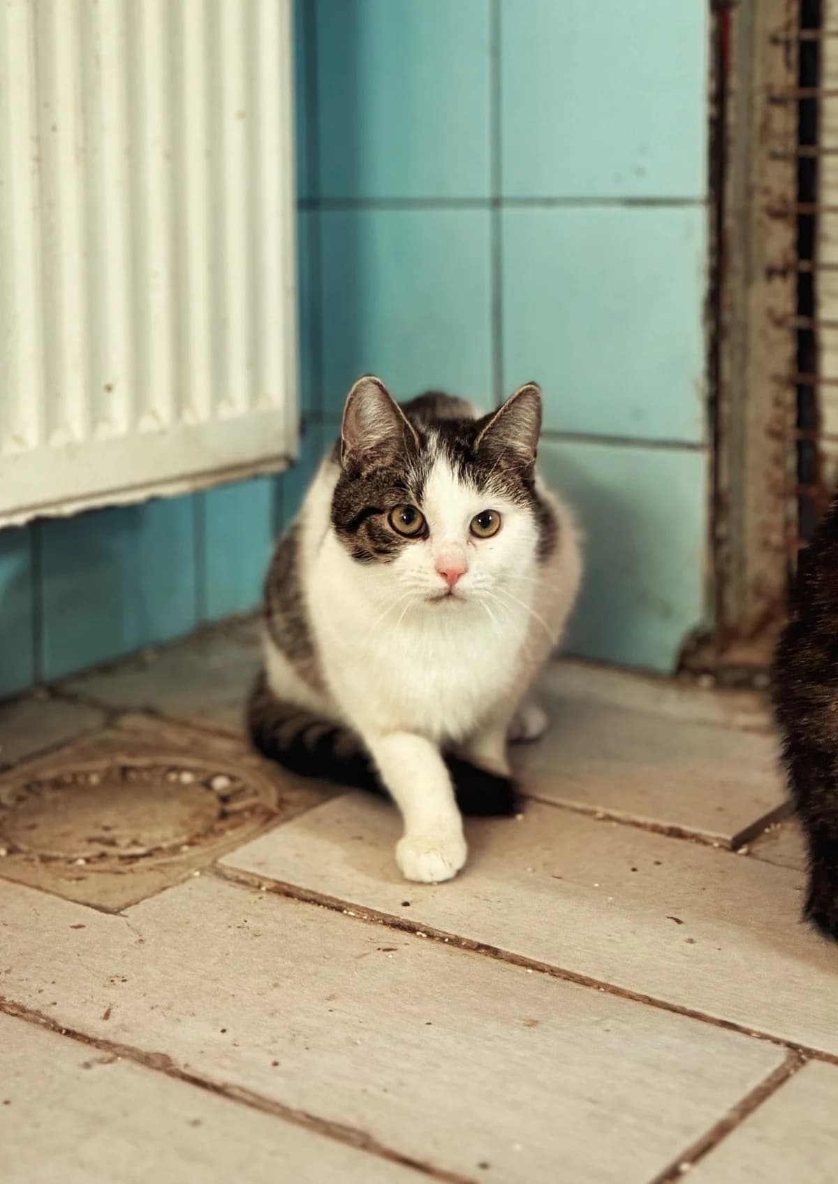 Doti, puppy Mixed Breed for adoption at Schronisko Dłużyna Górna