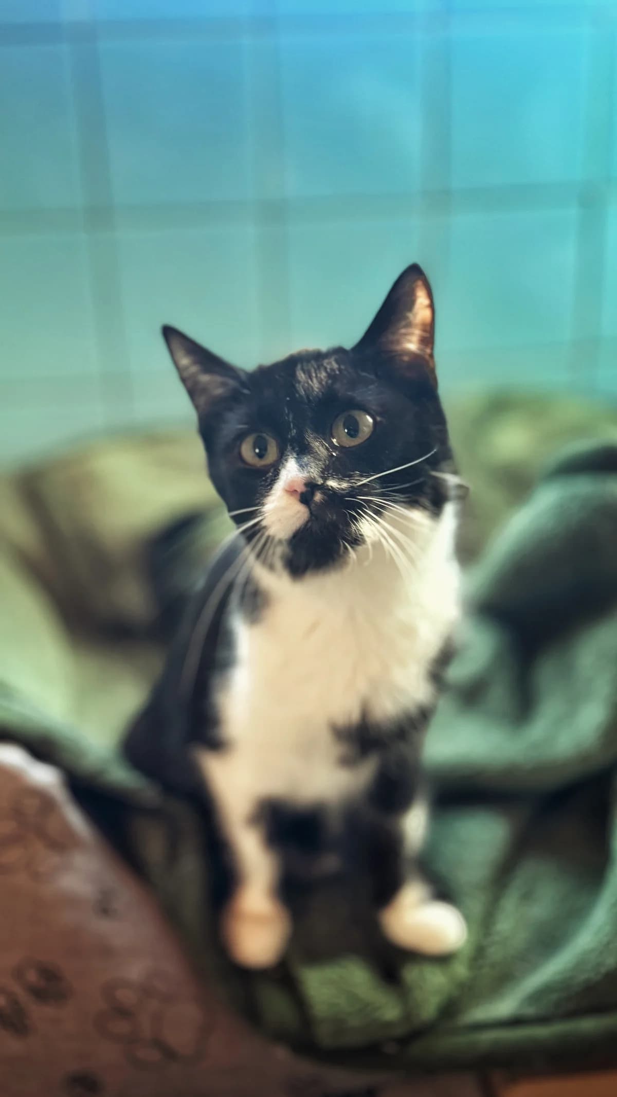 Ernie, puppy Mixed Breed for adoption at Schronisko Dłużyna Górna