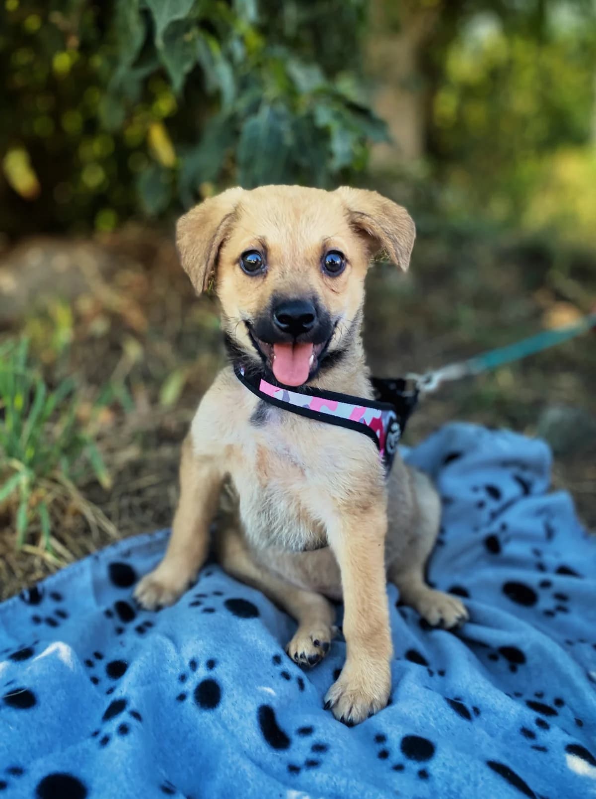Fanta, puppy Mixed Breed for adoption at Schronisko Dłużyna Górna
