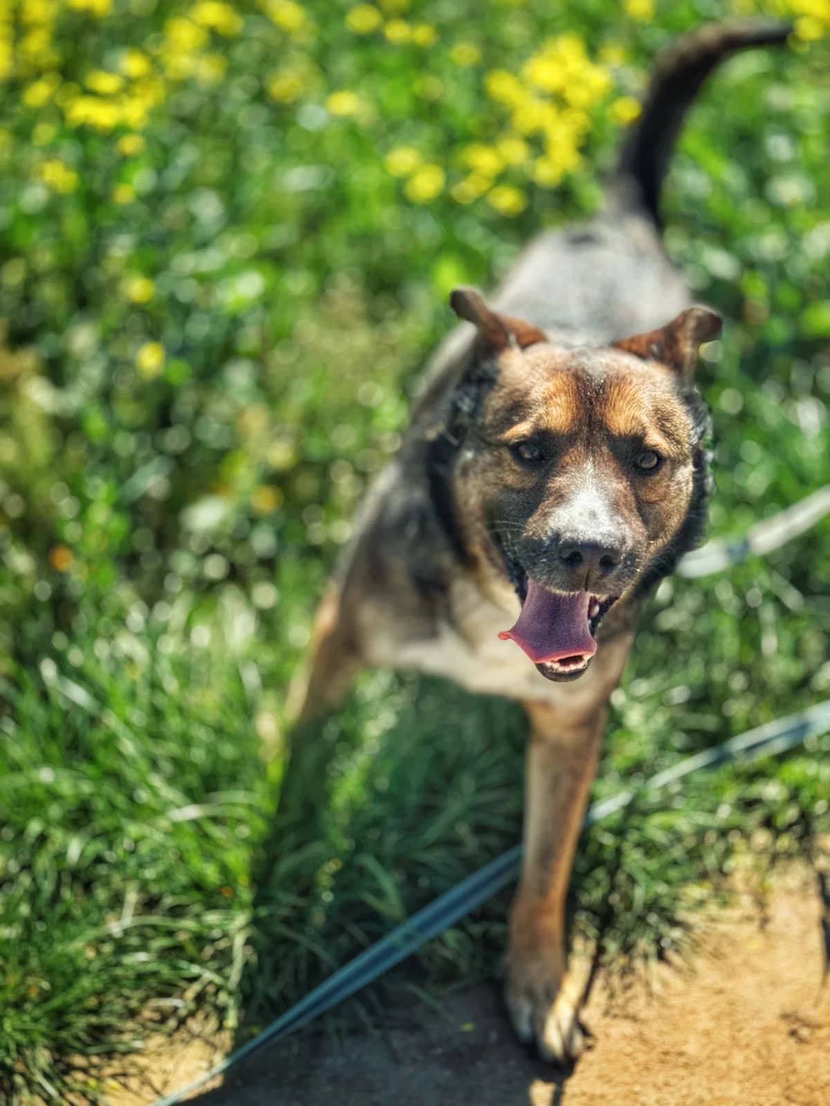 Faris, mixed breed for adoption at Schronisko Dłużyna Górna