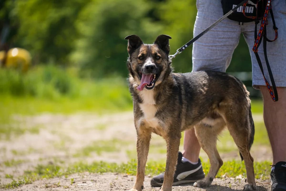 Faris, mixed breed for adoption at Schronisko Dłużyna Górna
