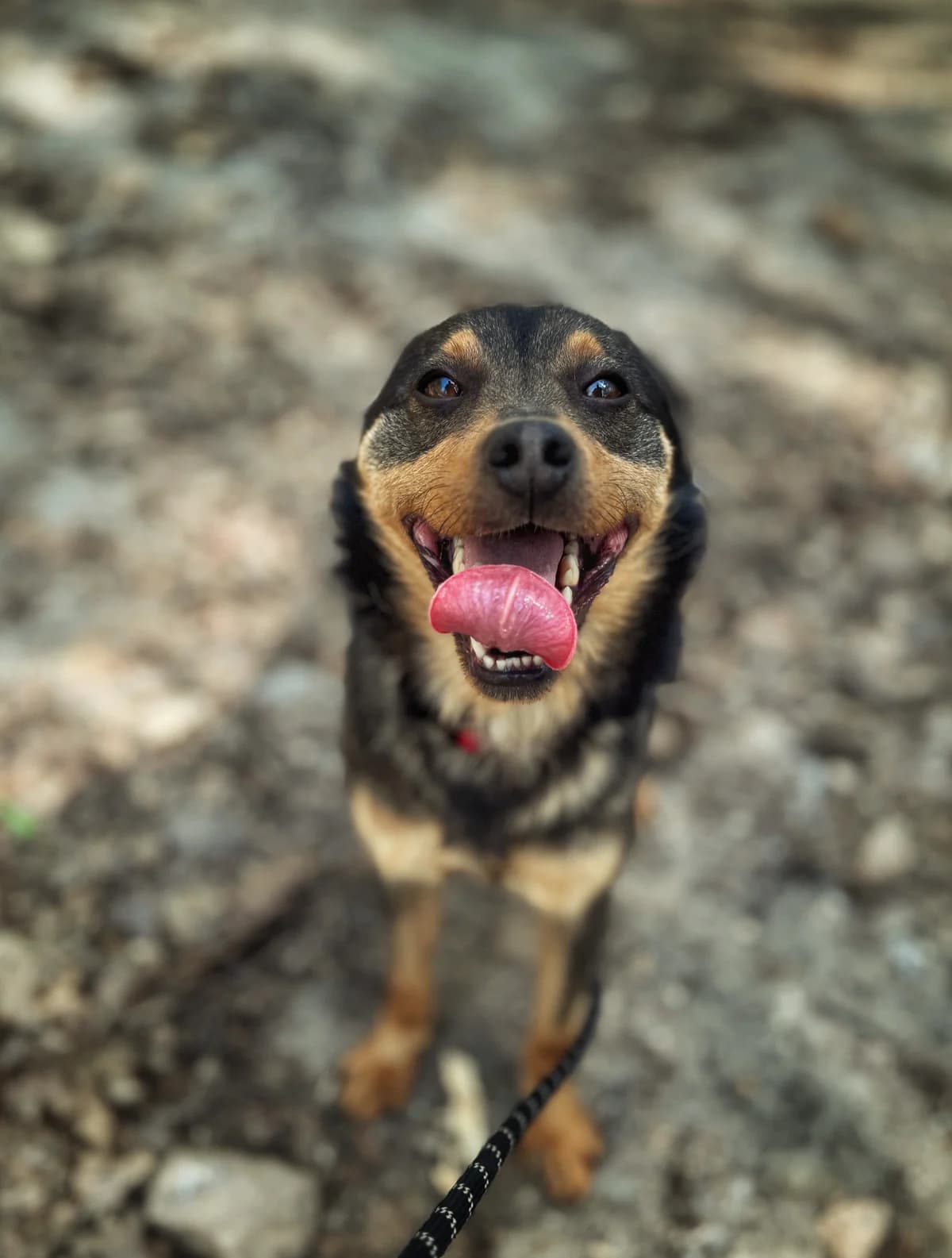 Iwo, 3yo Mixed Breed for adoption at Schronisko Dłużyna Górna