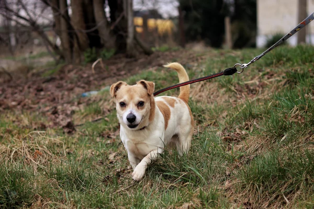 Jordan, 5yo Mixed Breed for adoption at Schronisko Dłużyna Górna