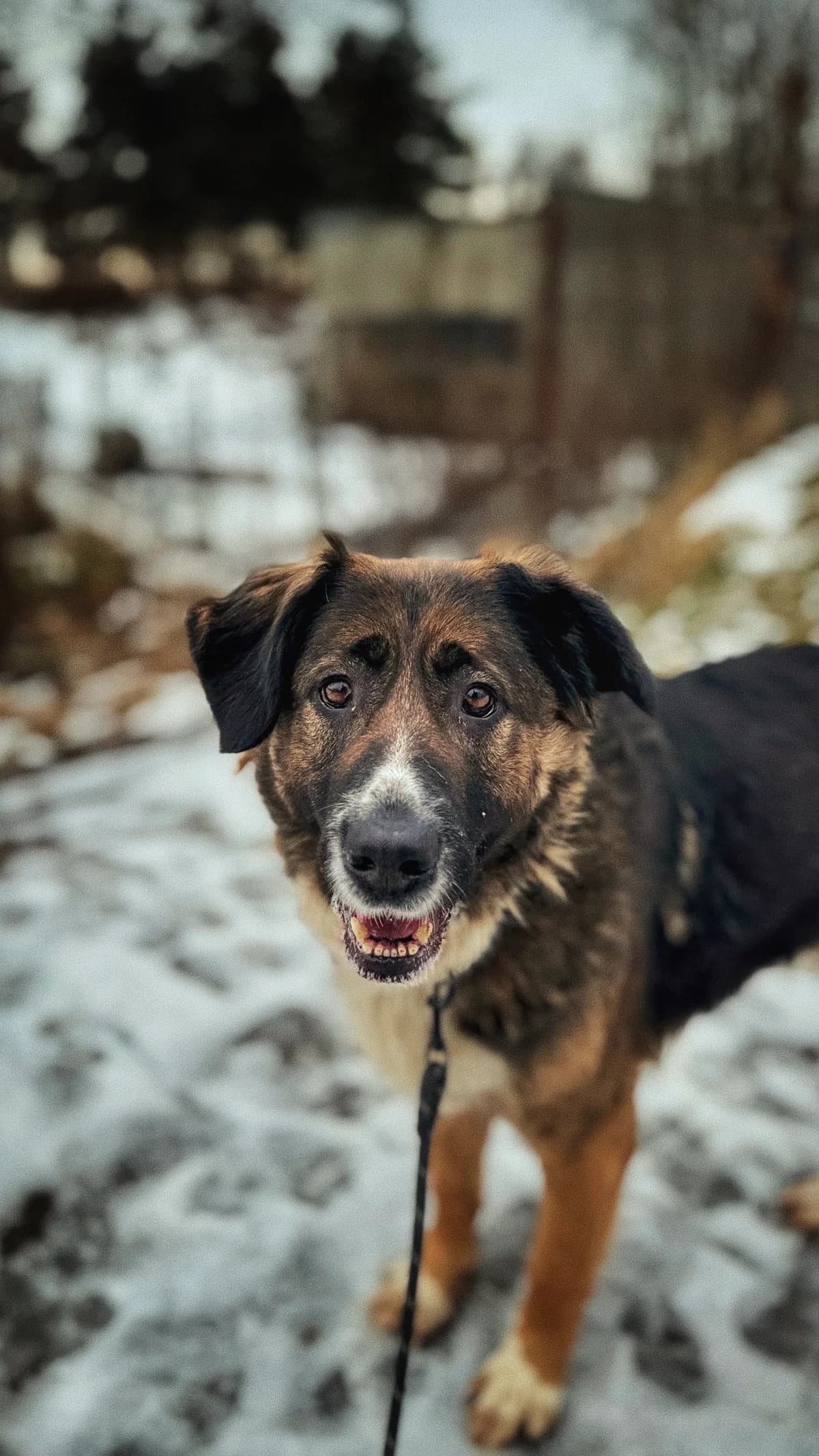 Juki, senior Mixed Breed for adoption at Schronisko Dłużyna Górna
