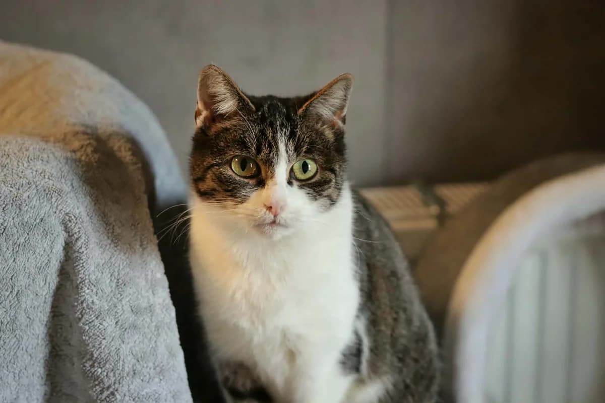 Luna, 5yo Mixed Breed for adoption at Schronisko Dłużyna Górna