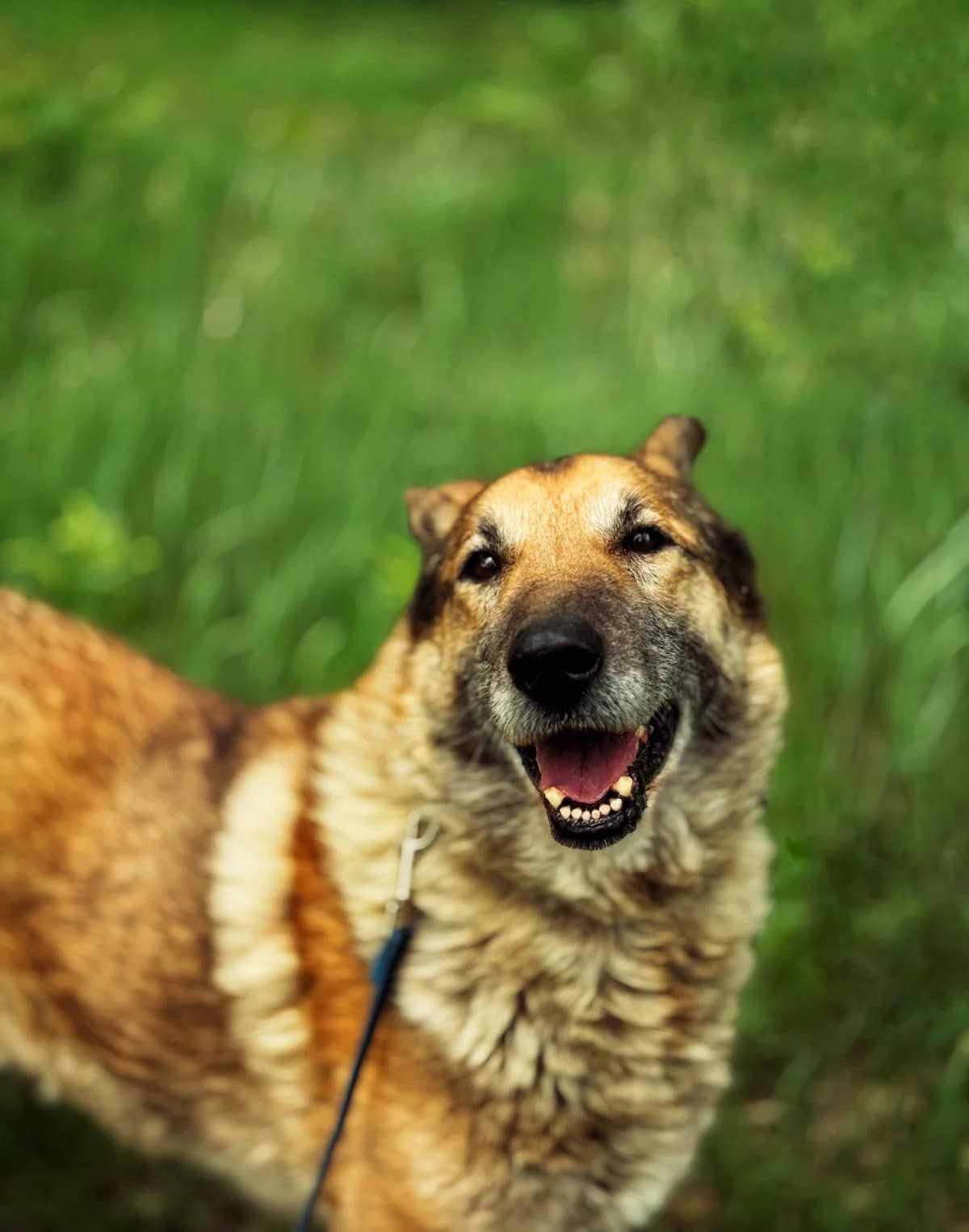 Major, senior Mixed Breed for adoption at Schronisko Dłużyna Górna
