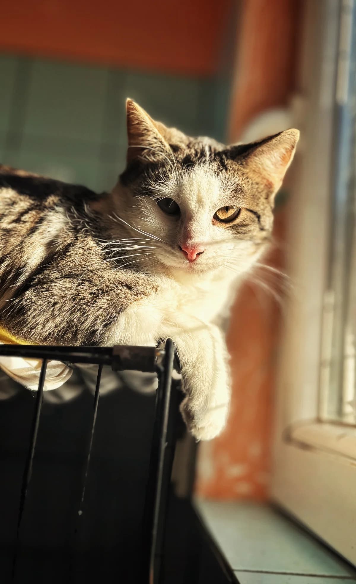 Manu, puppy Mixed Breed for adoption at Schronisko Dłużyna Górna