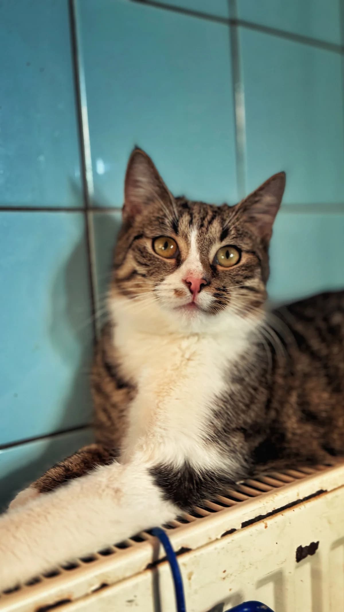 Miziulek, puppy Mixed Breed for adoption at Schronisko Dłużyna Górna