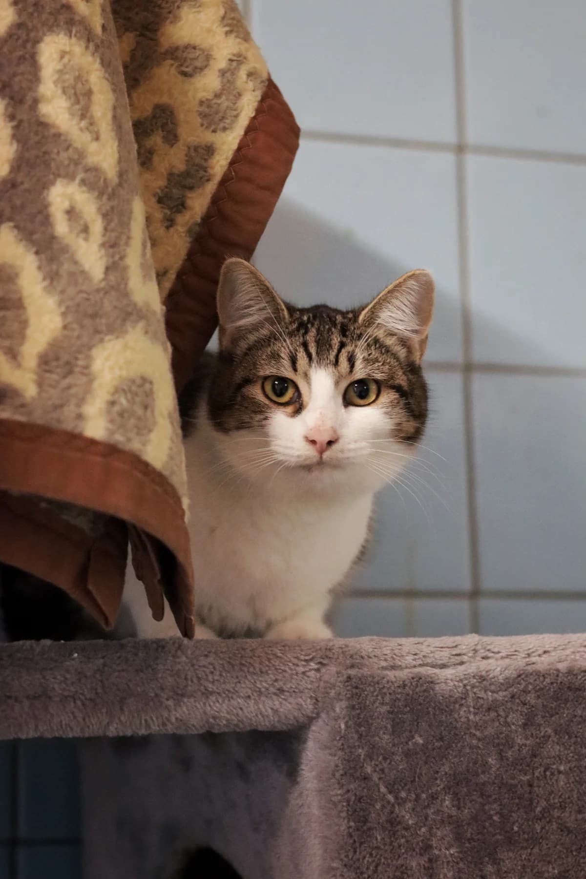 Myszka 2, puppy Mixed Breed for adoption at Schronisko Dłużyna Górna