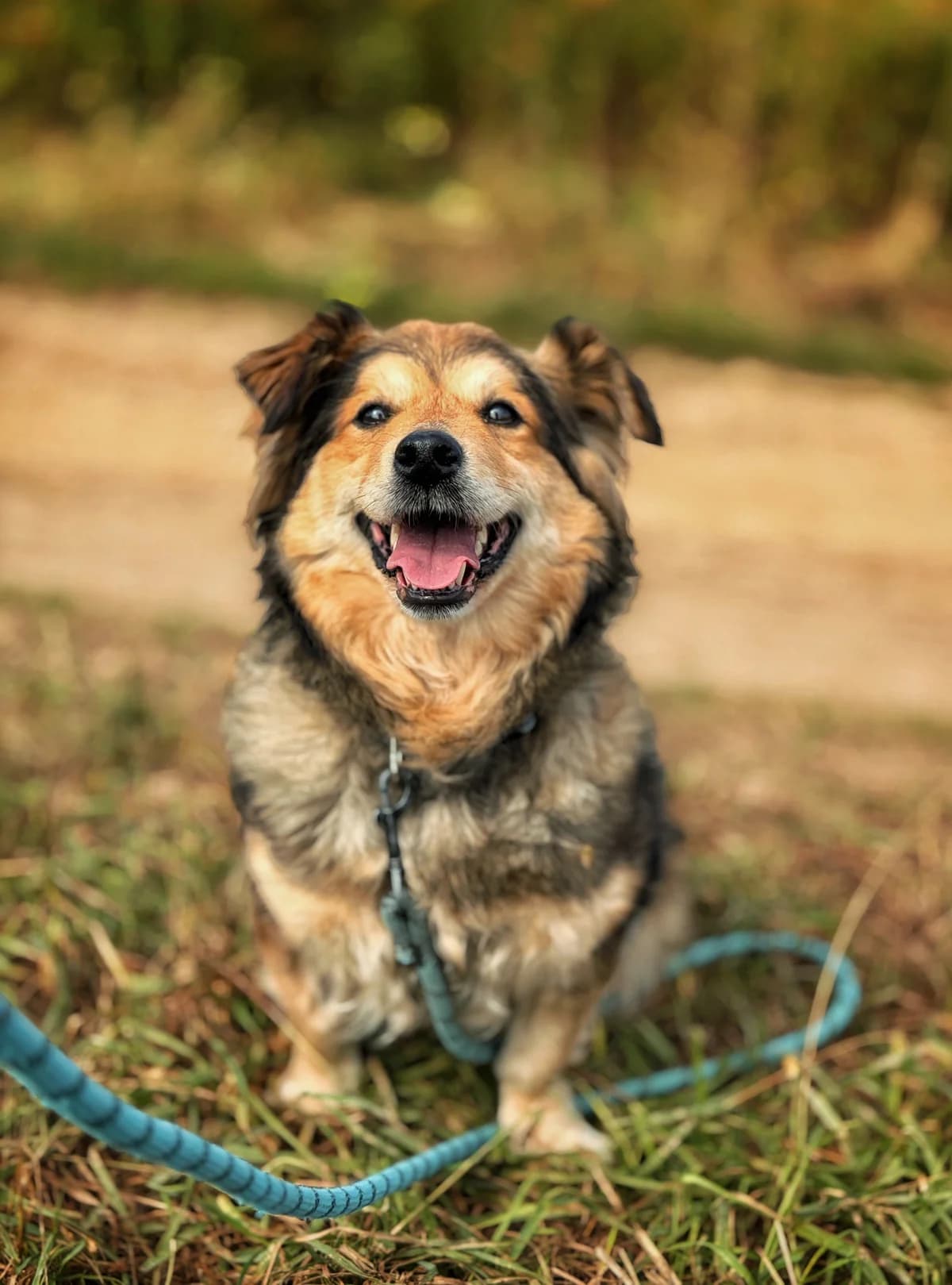 Pusia, senior Mixed Breed for adoption at Schronisko Dłużyna Górna