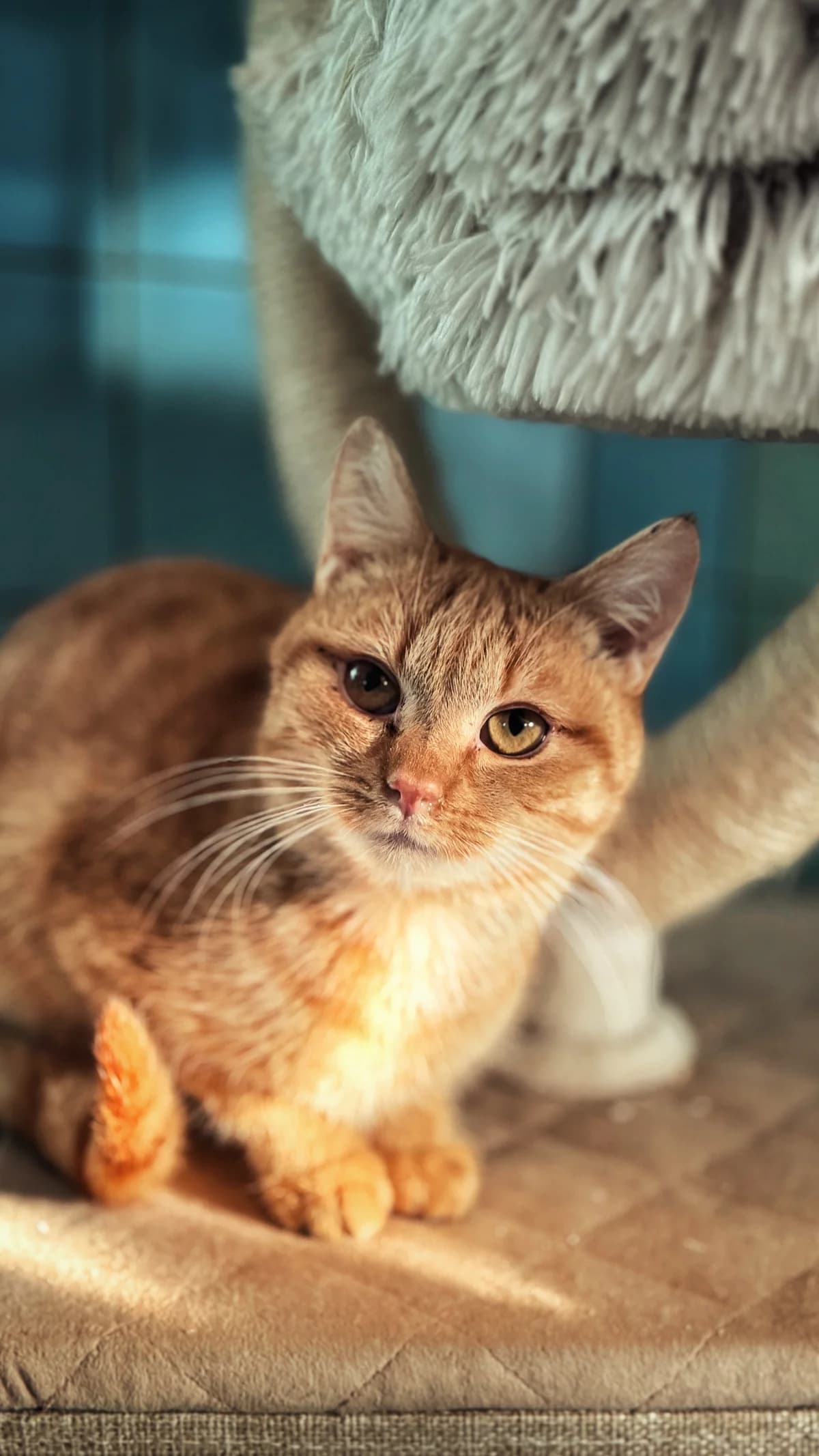 Rufo, puppy Mixed Breed for adoption at Schronisko Dłużyna Górna