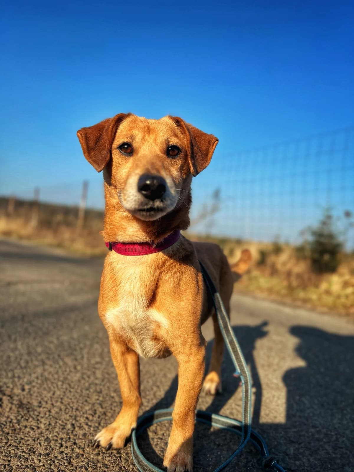 Slim, mixed breed for adoption at Schronisko Dłużyna Górna