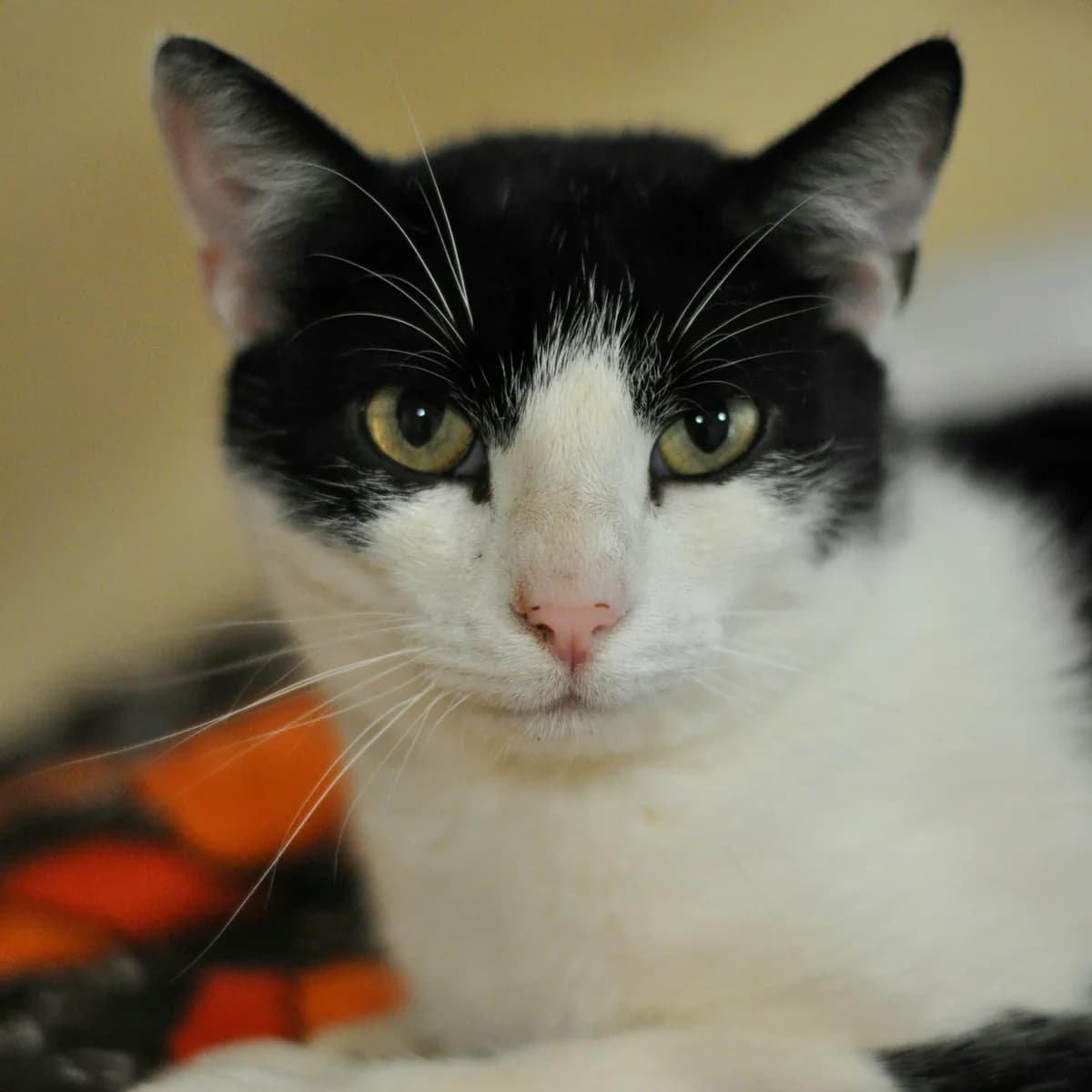 Agrest, male 4yo Mixed Breed for adoption at Schronisko Gliwice
