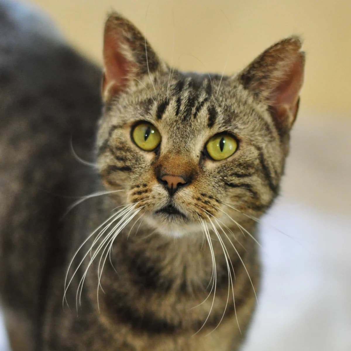 Boczek, male 3yo Mixed Breed for adoption at Schronisko Gliwice