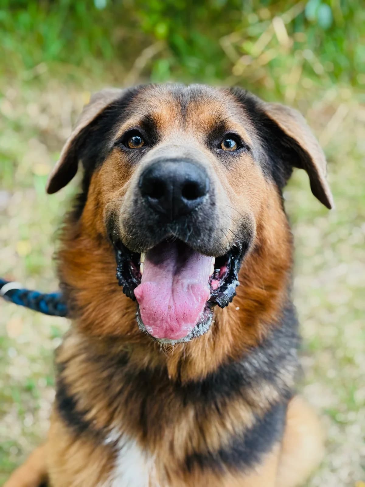 Bubuś, male puppy Mixed Breed for adoption at Schronisko Gliwice