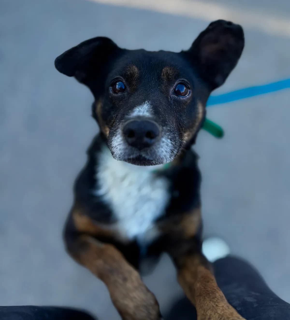 Cezik, male puppy Mixed Breed for adoption at Schronisko Gliwice