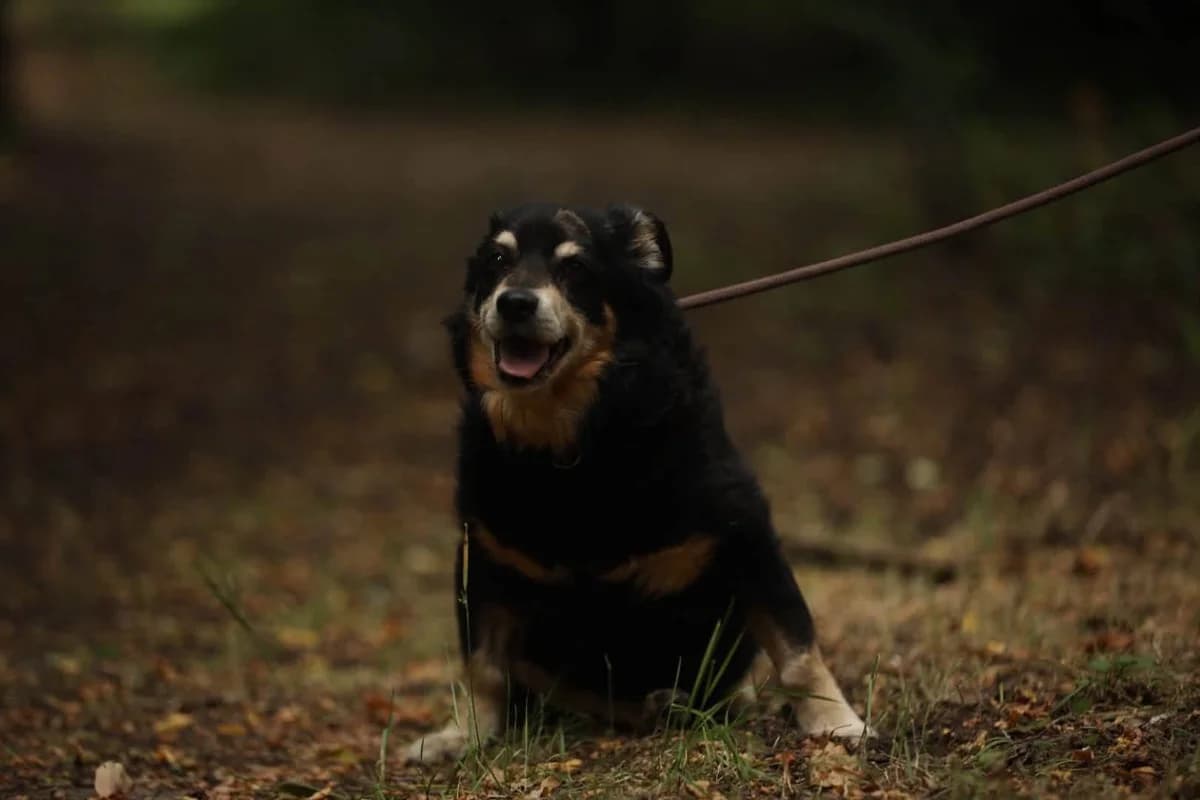 Janek, male puppy Mixed Breed for adoption at Schronisko Gliwice