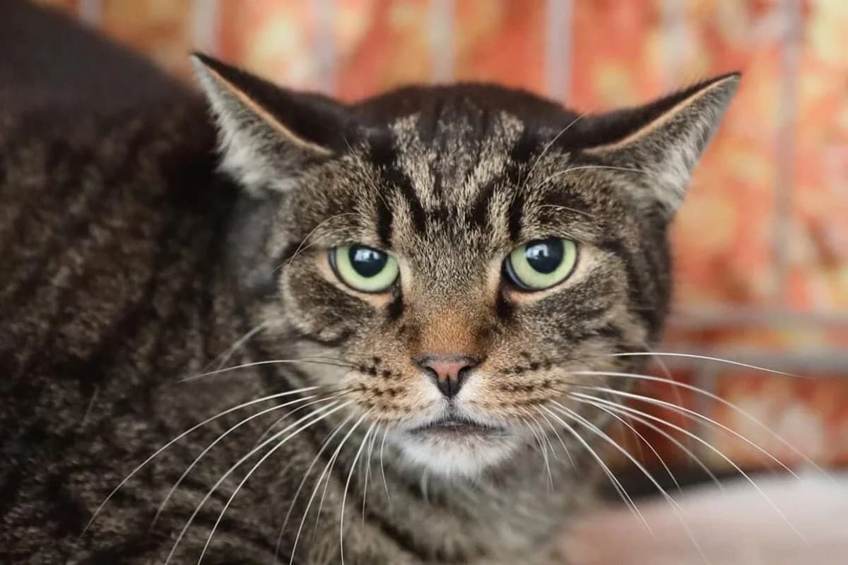 Kocurro, male senior Mixed Breed for adoption at Schronisko Gliwice