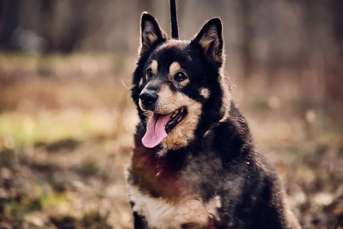 Misiek, male senior Mixed Breed for adoption at Schronisko Gliwice