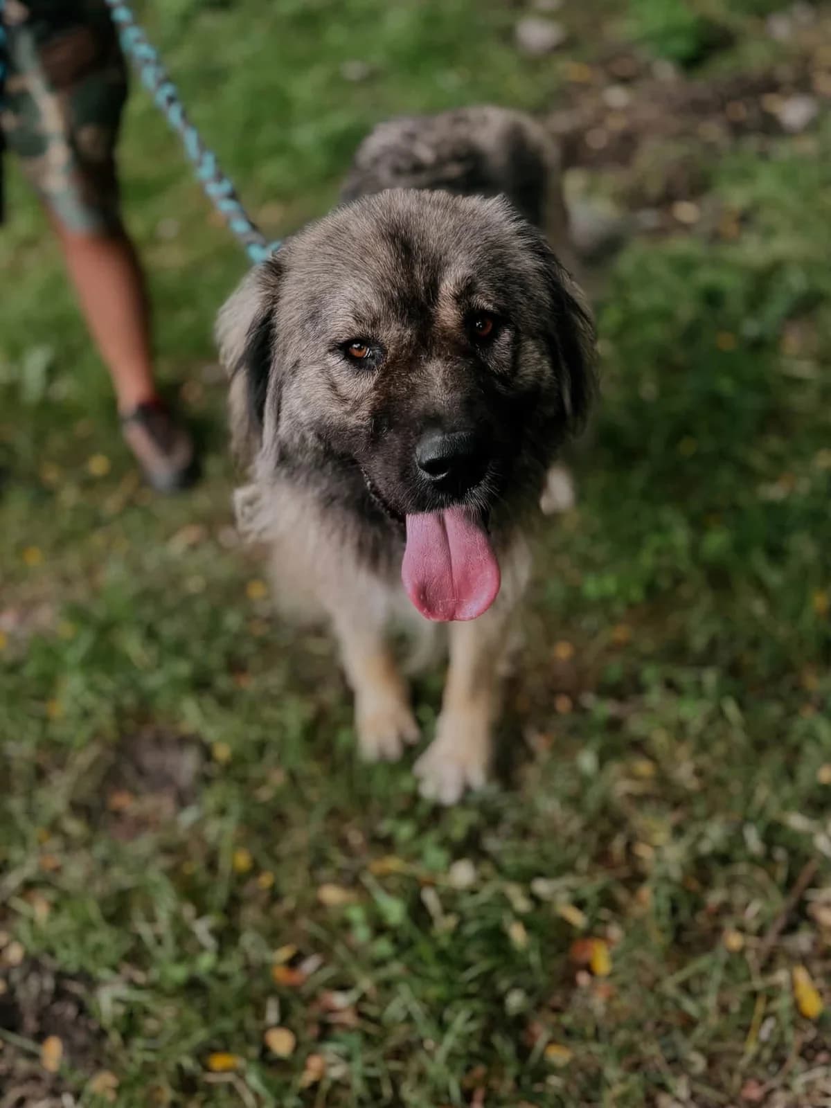 Molly, female puppy Mixed Breed for adoption at Schronisko Gliwice