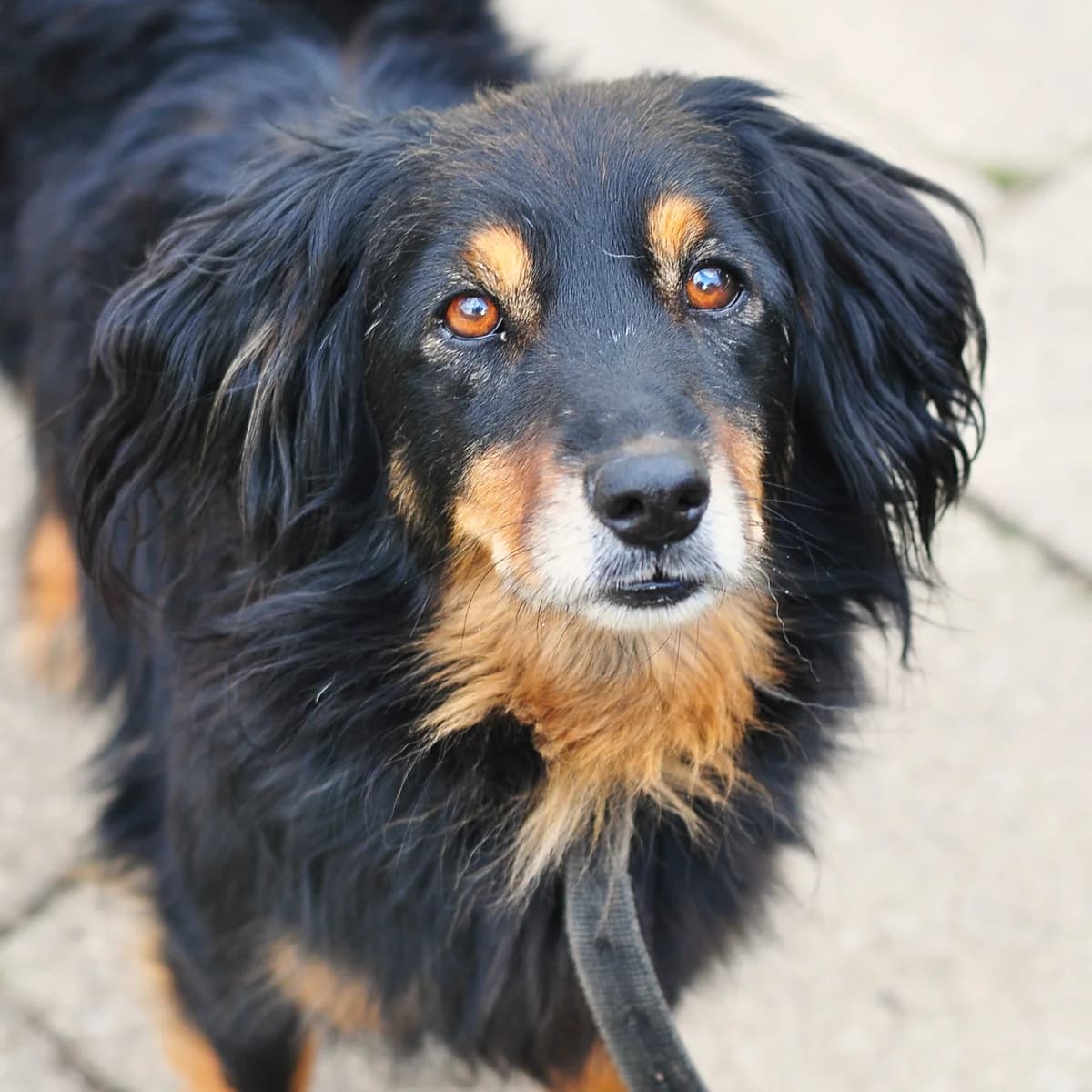 Muchomorek, male puppy Mixed Breed for adoption at Schronisko Gliwice