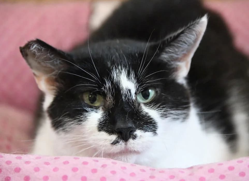 Muminka, female 6yo Mixed Breed for adoption at Schronisko Gliwice