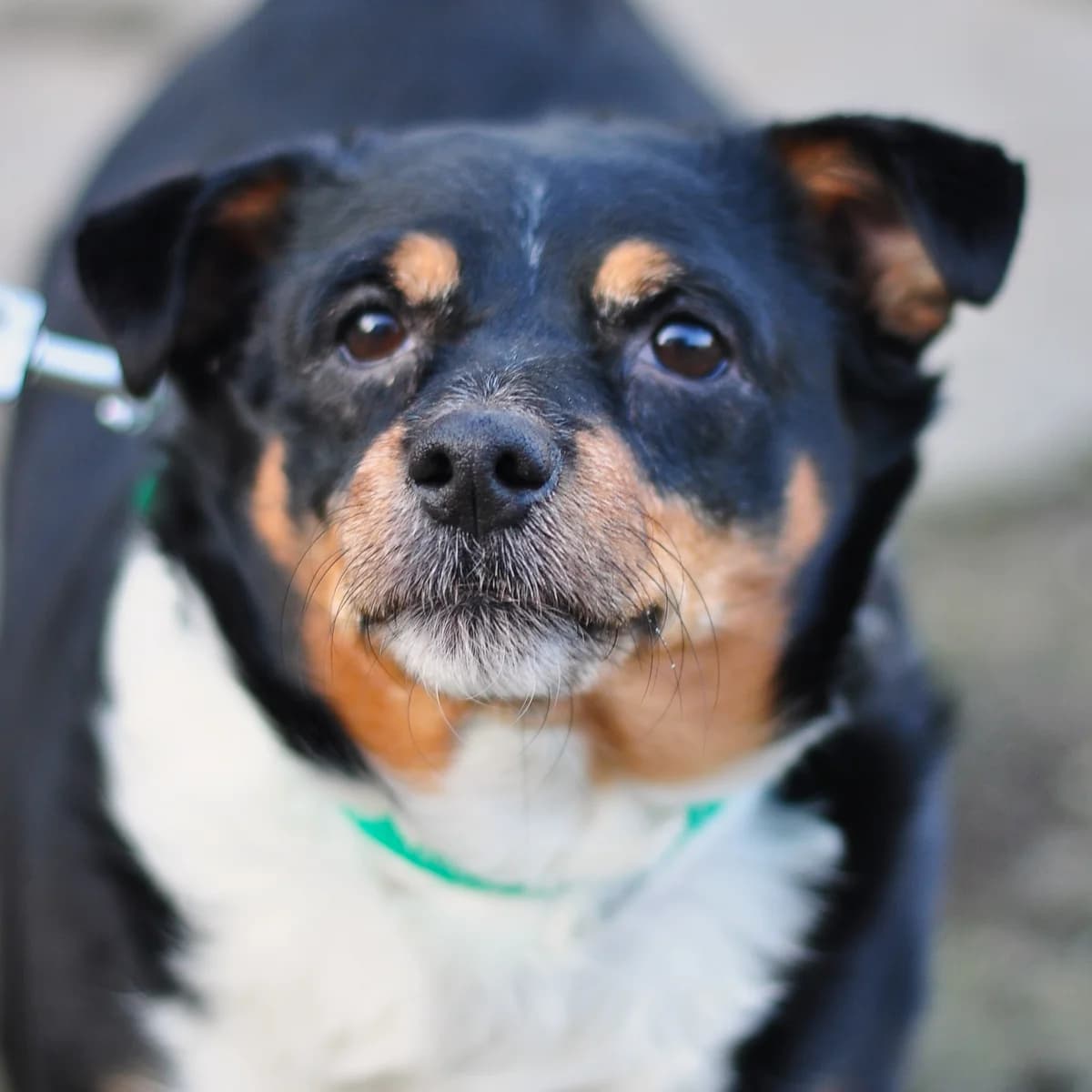 Pączuś, male senior Mixed Breed for adoption at Schronisko Gliwice