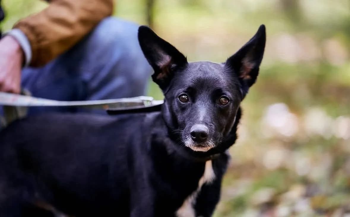 Piorun, male puppy Mixed Breed for adoption at Schronisko Gliwice