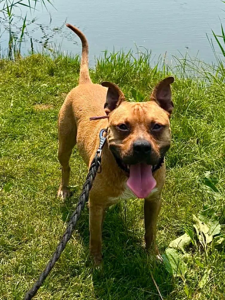 Ptyś, male puppy Mixed Breed for adoption at Schronisko Gliwice