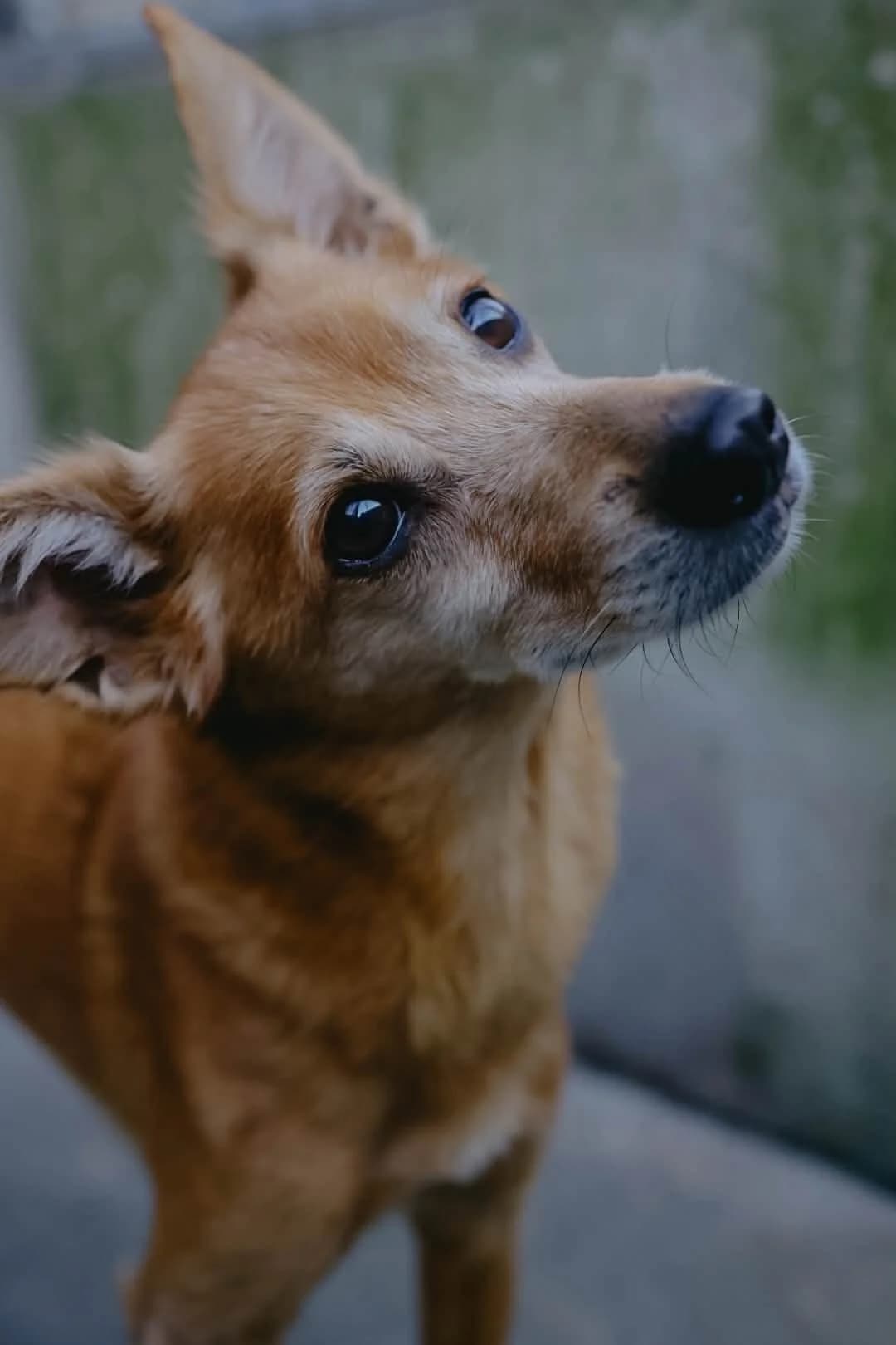 Ruda, female senior Mixed Breed for adoption at Schronisko Gliwice