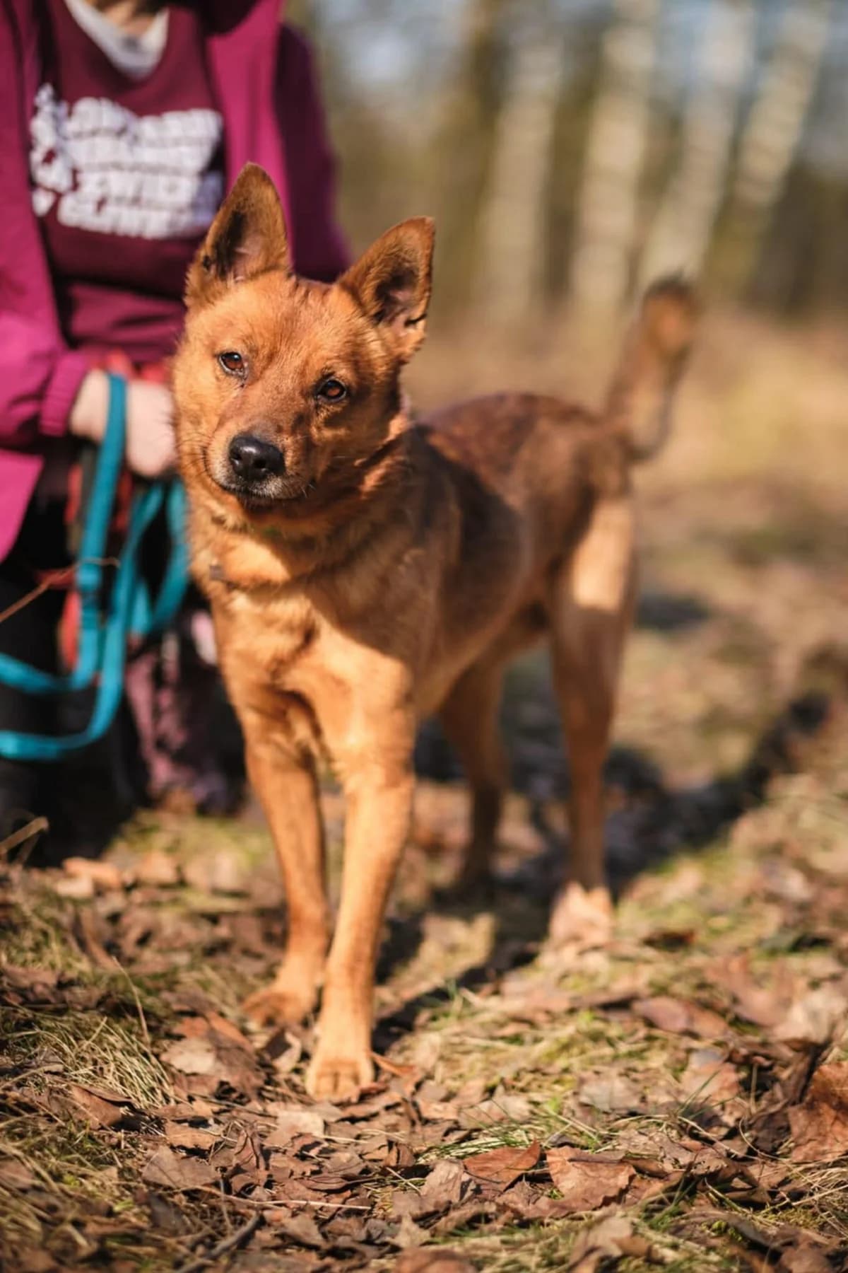 Rudzik, male puppy Mixed Breed for adoption at Schronisko Gliwice