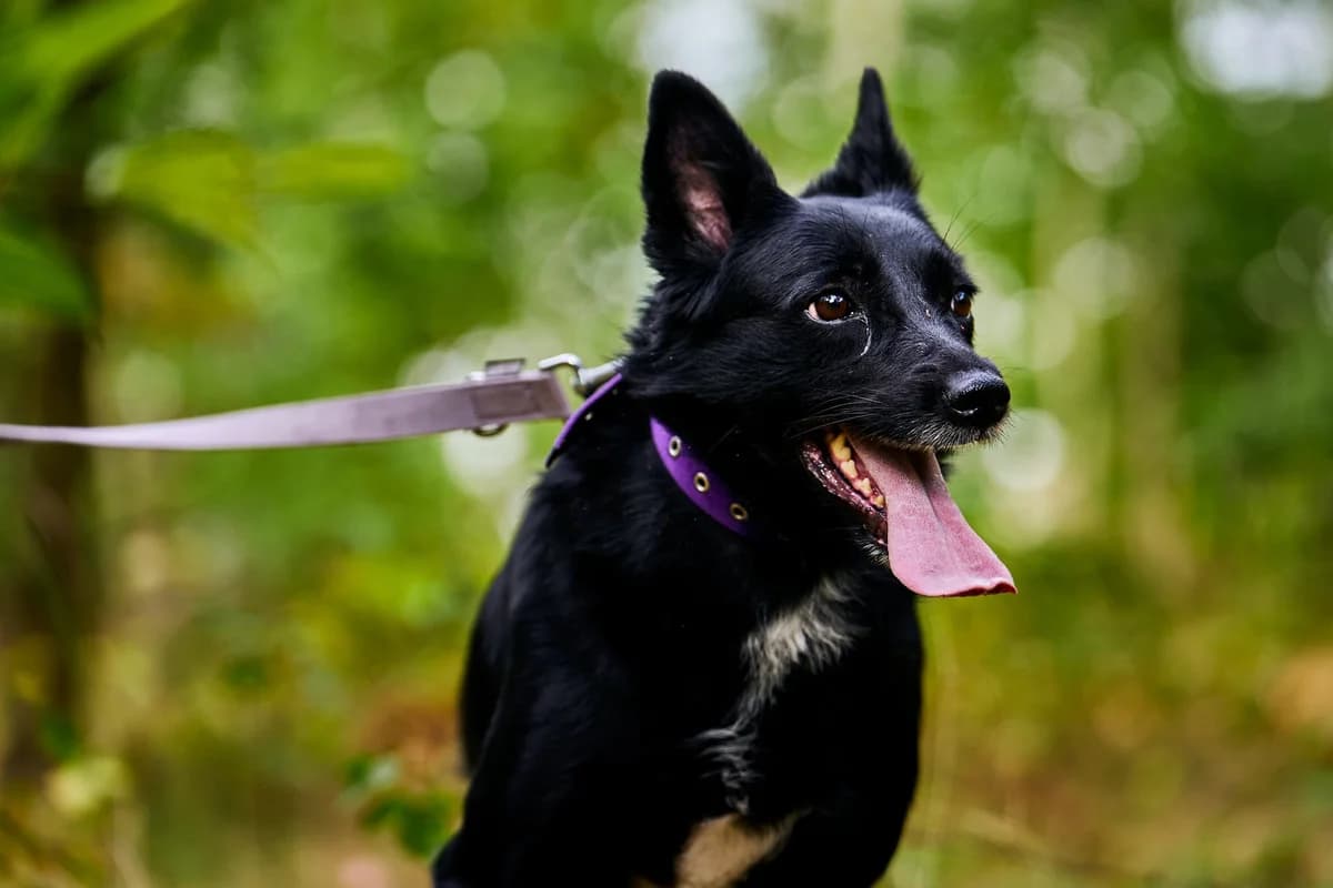 Szafiarka, female puppy Mixed Breed for adoption at Schronisko Gliwice