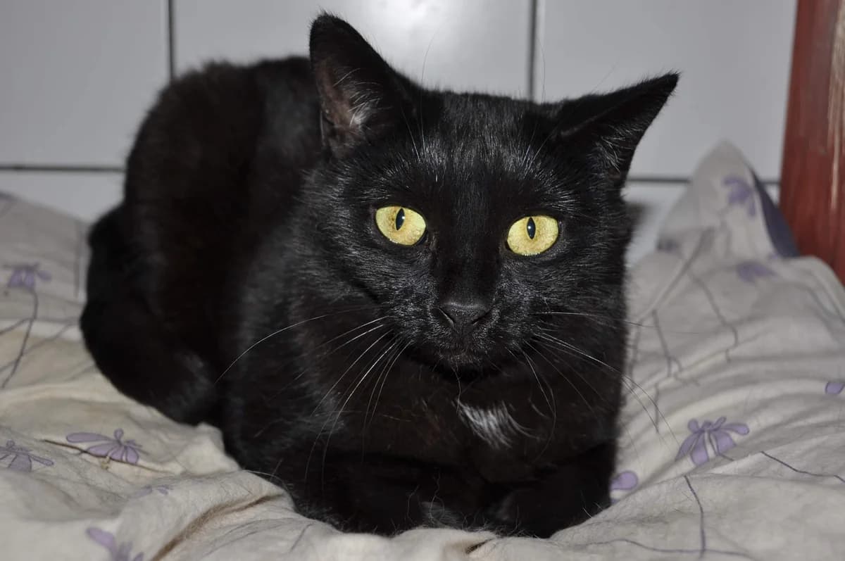 Szkotlotka, female senior Mixed Breed for adoption at Schronisko Gliwice