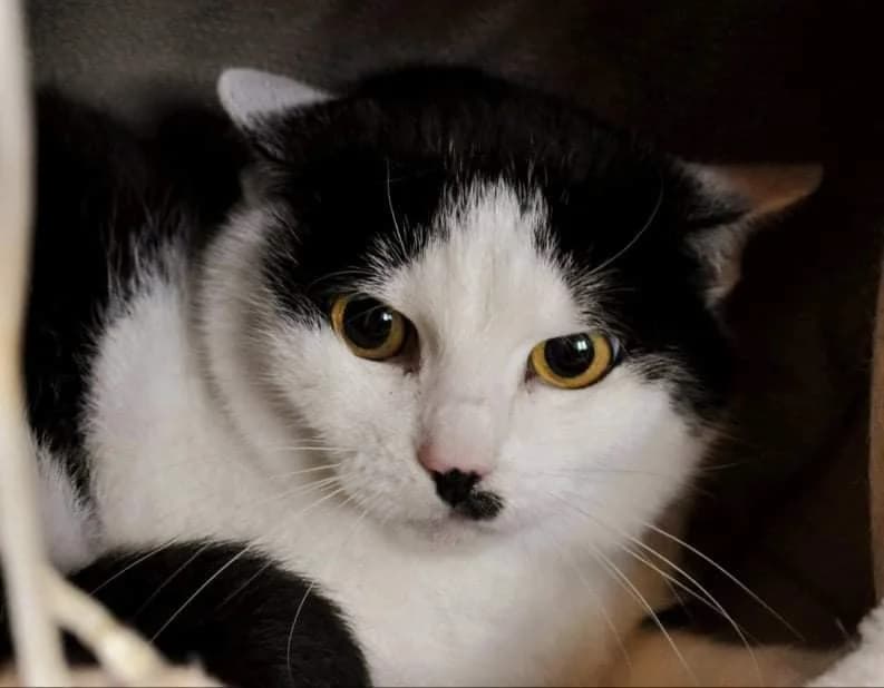 Zuza, female 3yo Mixed Breed for adoption at Schronisko Gliwice