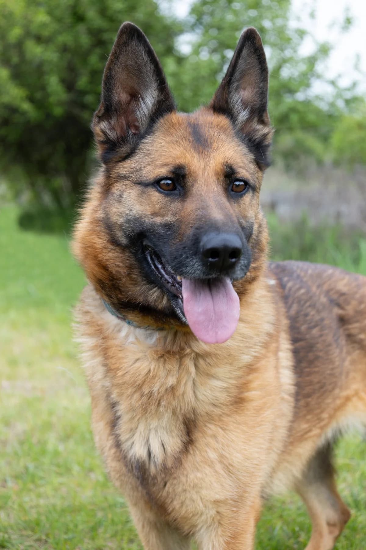 FAZA, male Mixed Breed for adoption at Schronisko dla Zwierząt w Gnieźnie, Gniezno
