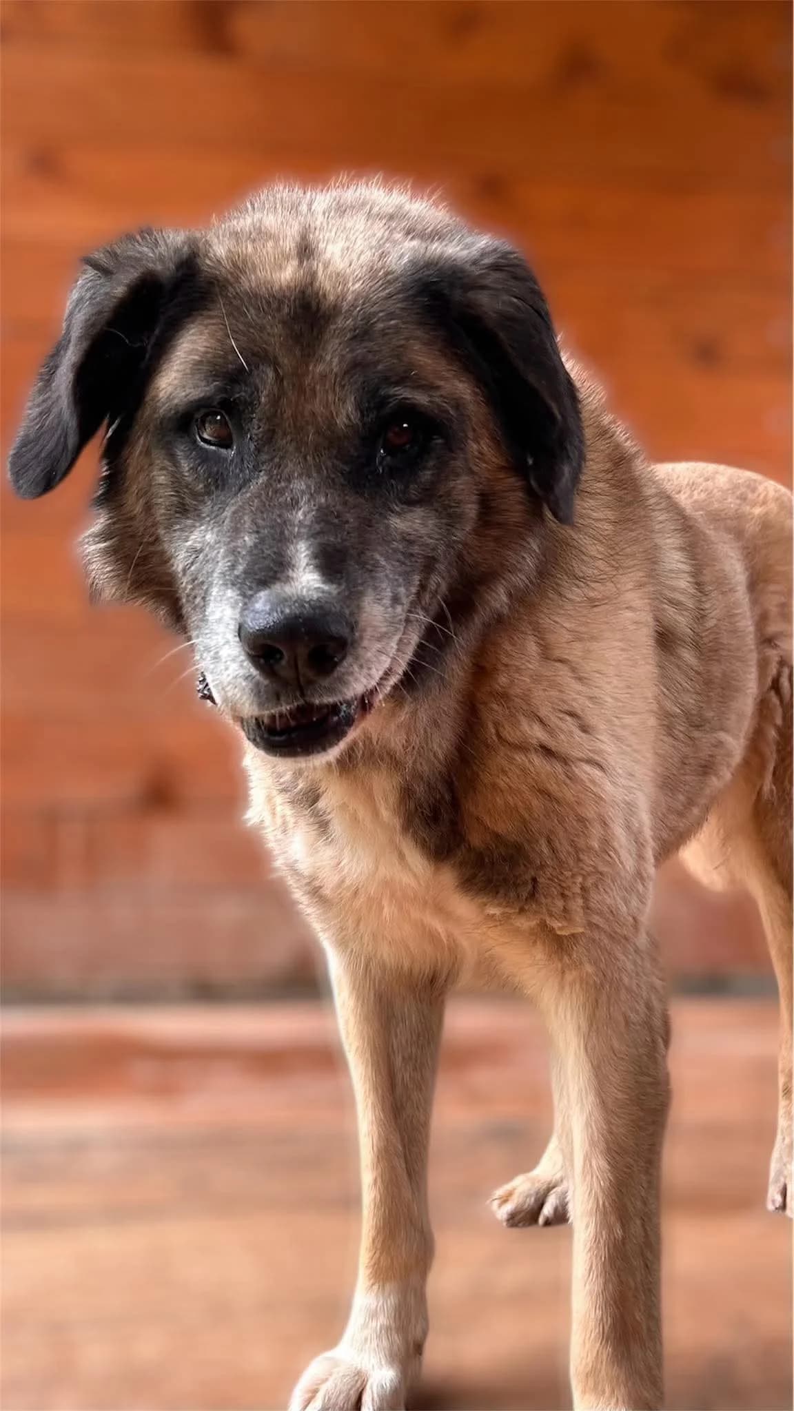 BARY, Mixed Breed for adoption at Schronisko dla Zwierząt w Gnieźnie, Gniezno