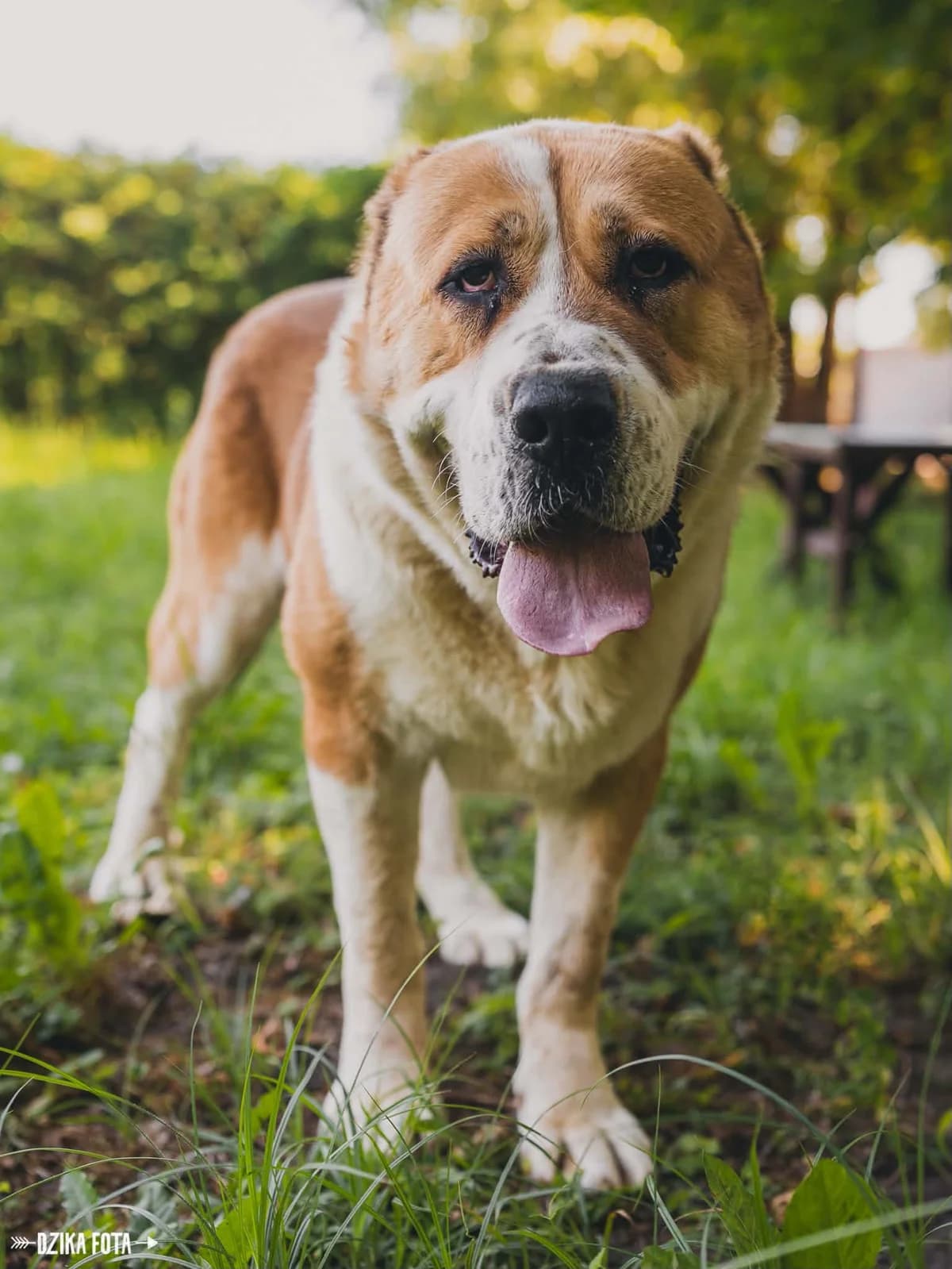 BORYS, Mixed Breed for adoption at Schronisko dla Zwierząt w Gnieźnie, Gniezno