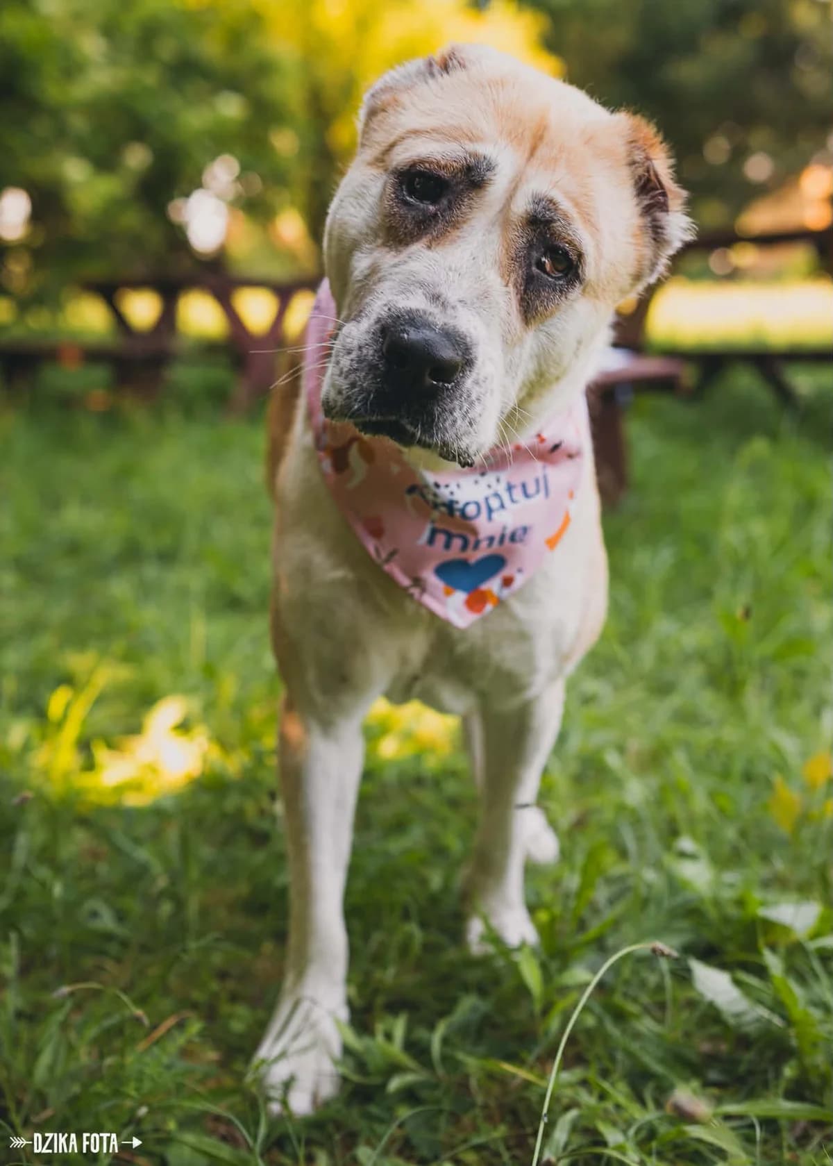DAISY, Mixed Breed for adoption at Schronisko dla Zwierząt w Gnieźnie, Gniezno