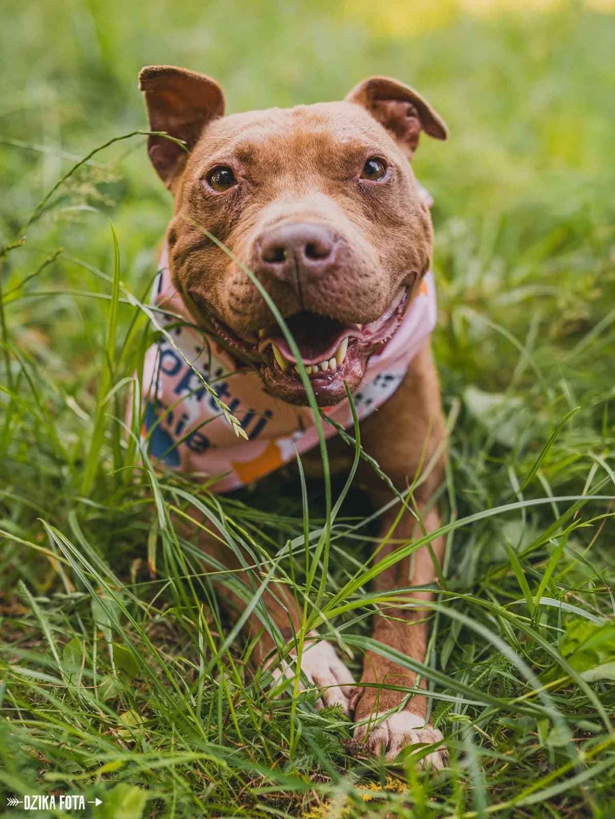 SHIRA, Mixed Breed for adoption at Schronisko dla Zwierząt w Gnieźnie, Gniezno