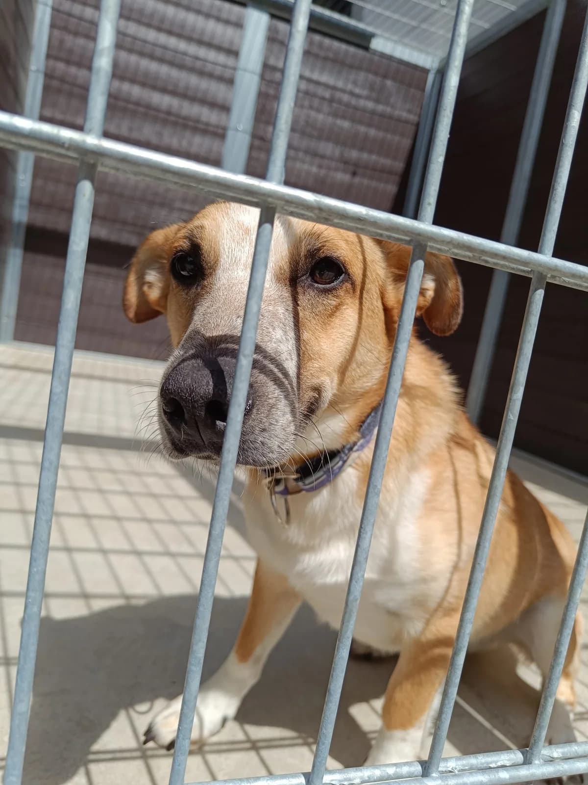 PADRE, puppy Mixed Breed for adoption at Schronisko dla Zwierząt w Gnieźnie, Gniezno