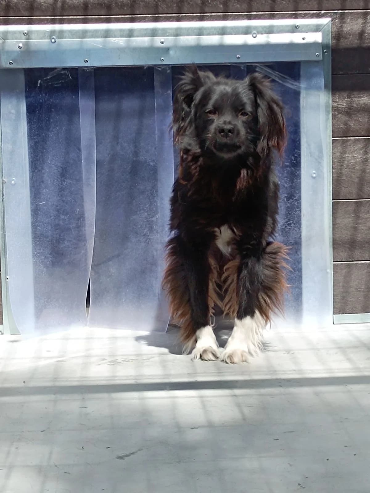 LUTER, Mixed Breed for adoption at Schronisko dla Zwierząt w Gnieźnie, Gniezno